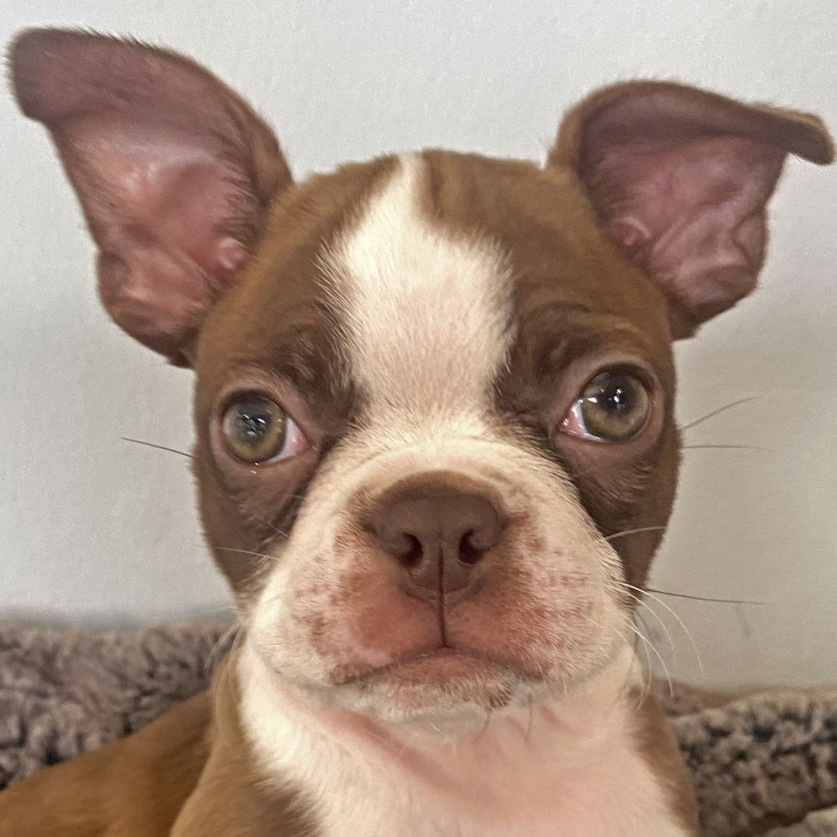 Boston Terrier Puppy for Sale - Heavenly Puppies, image size:1200x1200