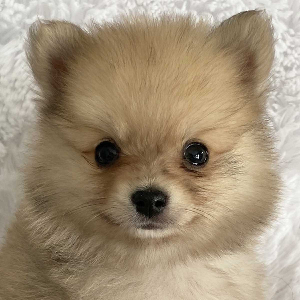 Teacup Pomeranian Puppy for Sale - Heavenly Puppies, image size:1200x1200