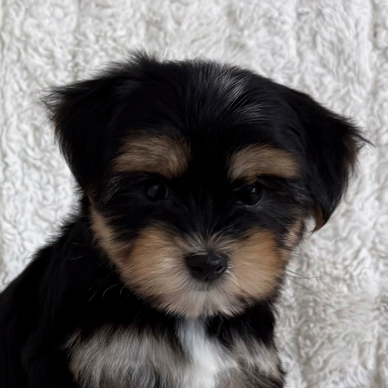 Morkie Puppy for Sale - Heavenly Puppies